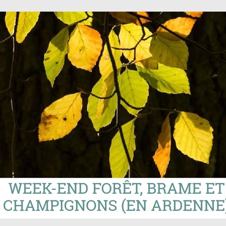 Week-end forêt, brame et champignons (en Ardenne)