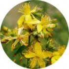 7PlantesNousRacontent_7-plantes-nous-racontent-150x150.jpg