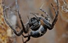 ALaDecouverteDesAraignees_spider-564635_640.jpg