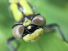 ALaDecouverteDesLibellulesEtPapillons_dragonfly-2190719_1920.jpg