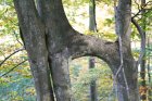 ArbreEtConscience3_crie-arbre-et-conscience3-2.jpg
