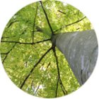 ArbreEtConscienceCycleDe4Balades_arbre-autour-de-nous-et-en-nous.jpg