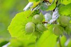 ArbreEtConscienceLEnseignementSecretDuN_hazelnuts-g886c388a8_1920.jpg