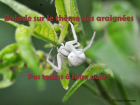 BaladeALaDecouverteDesAraigneesPasTou_balade-sur-le-theme-des-araignees.png