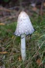 BaladeALaDecouverteDesChampignons2_balade-champi-jules2.jpg