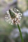 BaladeConteeFamilialeHerbesFolles_plantain-402936_640.jpg