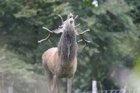BaladeEcouteRespectueuseDuBrameDuCerf_brame-cerf.jpg