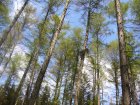 BaladeLesArbresEtLaForet_balade-foret-4.jpg