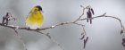 BaladeLesOiseauxDHiver2_crie-oiseaux-hiver-1-850x340.jpg