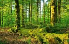 CampNature812AnsAuCoeurDeLArdenne_camp-nature-8-12ans-ardenne.jpg