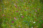 ConferenceDesJardinsMalRases_flower-meadow-2509889_960_720.jpg