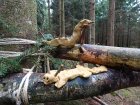 CreaturesForestieres_dsc05248.jpg