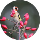 DecouverteDuMondeDesOiseaux_decouverte-oiseau.png