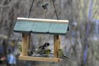 DevineQuiVientMangerAuJardin2_aviary-2663054_960_720.jpg
