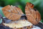 DrolesDeBetes_3cf34ed523cc2f18f3d20c734b64fc62.png