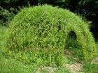 EntretienDesConstructionsEnSauleVivant_cabanes-saule.jpg