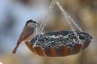 EnvieDObserverLesOiseauxDeJardin_bird-1839844_640.jpg