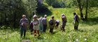 FeteDuBoisEnchantIE_balade-plantes-sauvages.jpg
