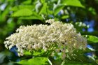 FeteDuSureau_elder-3430965_960_720.jpg