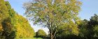 FormationArbreEtConscienceDansLIntimit_frene-850-340-850x340.jpg