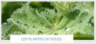 FormationLasPlantesSauvages_plantes-soleil.jpg