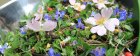 FormationLesSauvageonnesComestibles_crie-sauvageonnes-1-850x340.jpg