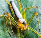 FormationSurLesAraignees_spider-403570_640.jpg