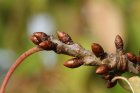 InitiationALaGemmotherapie_bud-2931951_960_720.jpg