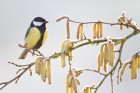 InitiationALaPhotoNatureEnHiver_crie-photo-nature-hiver-4.jpg