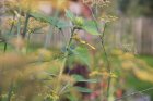 IntroductionALaPermaculture_crie-we-initiation-permaculture.jpg