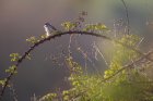 LaBandeSonDuPrintemps2_crie-bande-son-du-printemps.jpg