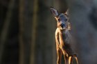 LaNatureSeReveleModuleAutomneHiver_crie-nature-se-revele-automne-hiver-5.jpg