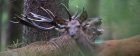 LeBrameDuCerf10_crie-brame-du-cerf-1-1-850x340.jpg