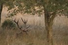 LeBrameDuCerf7_brame-du-cerf-crie.jpg