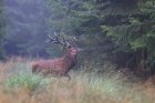 LeBrameDuCerf9_crie-brame-du-cerf-3.jpg