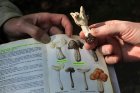 LeMondeDesChampignons2_crie-monde-des-champignons-4.jpg