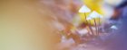 LeMondeDesChampignons3_crie-monde-des-champignons-1-850x340.jpg
