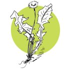 LesAteliersDherboristerieNettoyageDePri3_crie-atelier-herbo-nettoyage-de-printemps.jpg