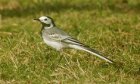 LesOiseauxDuPrintempsSortieAnlier_balade-oiseaux-reduit.jpg