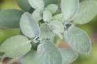 LesPlantesDuSoleil_crie-plantes-du-soleil-4.jpg