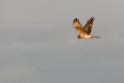 LesVoyageursDeLautomneBaladeOrnithoPour_les-voyageurs-de-l-automne-crie.jpg