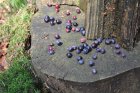 PlateauDeMyrtilles_mercredi-crie-300.jpg