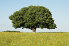 StageArbrAcadabraPourLes57Ans_c5a1cebd2f2cc19c717d923ce7728598.png