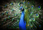 StagePourLes57AnsLeCarnavalDesAnimaux_00b65787c3eccda68370b49324707f78.png