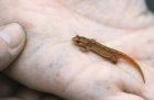 SurLesTracesDesAmphibiens_crie-sur-les-traces-des-amphibiens_800x600.jpg