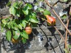 TailleDesFruitiersPalissesAtelierAnlier_cycle-fruitiers-palisses_2.jpg