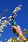 TailleDouceDesArbresFruitiers_taille-arbre-fruitier_fotolia_21815410_s.jpg