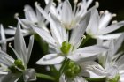 TartinadesVegetariennes_bears-garlic-1410664_960_720.jpg
