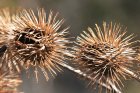TrucsEtAstucesDeGrandsParentsEnBalade_trucs-et-astuces-ces-incroyables-plantes.jpg