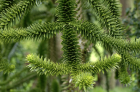 VisiteDuParcArbresDAmerique_visite-du-parc-arbres-damerique.png